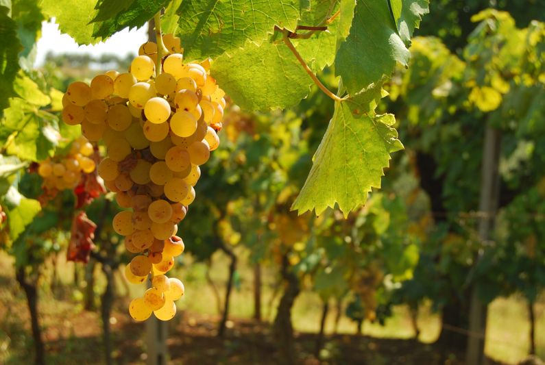 La Strada dei Vini dei Castelli Romani | Strade del Vino nel Lazio La Strada dei Vini dei Castelli Romani | Strade del Vino nel Lazio