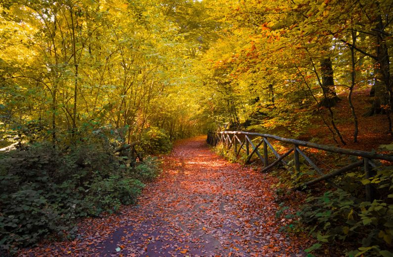 La Faggeta del Monte Cimino (VT) | Lazio Nascosto