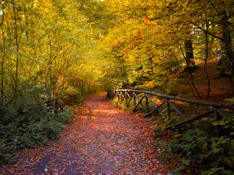 La Faggeta del Monte Cimino (VT) | Lazio Nascosto