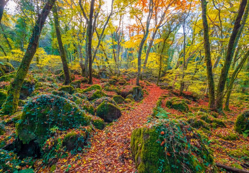 Bosco monumentale del Sasseto e Giardino Cahen d’Anvers | Lazio Nascosto Bosco monumentale del Sasseto e Giardino Cahen d’Anvers | Lazio Nascosto