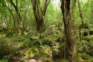 Selva del Lamone – Sentiero della Strompia | Lazio Nascosto