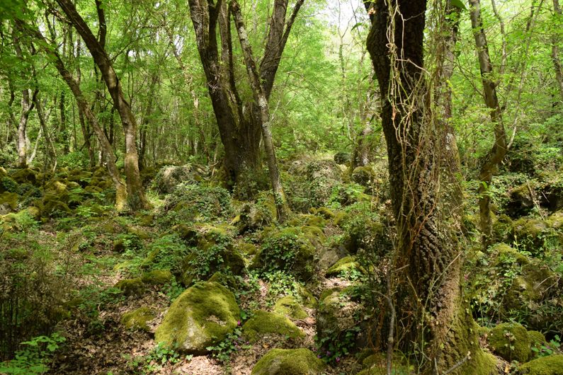 Selva del Lamone – Sentiero della Strompia | Lazio Nascosto Selva del Lamone – Sentiero della Strompia | Lazio Nascosto