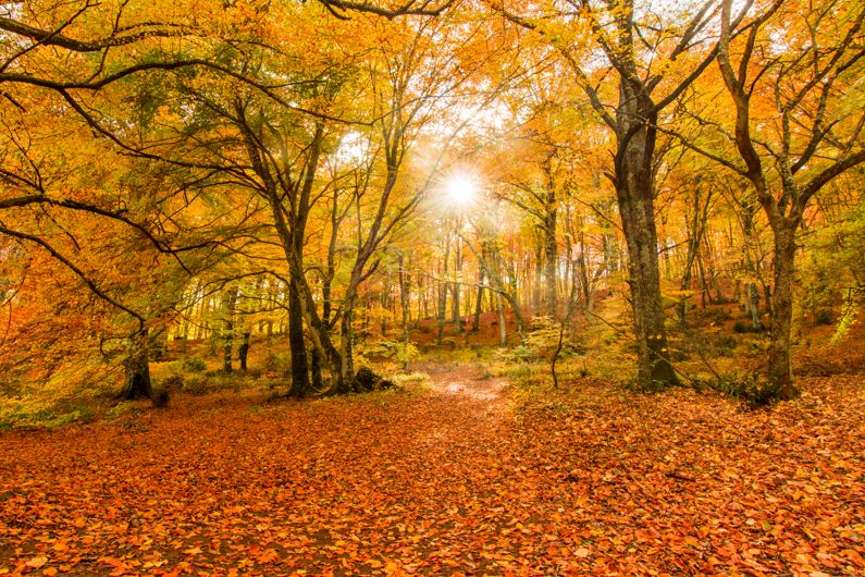 I luoghi più belli per vedere il foliage nel Lazio | Lazio Nascosto I luoghi più belli per vedere il foliage nel Lazio | Lazio Nascosto